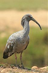 Plumbeous Ibis